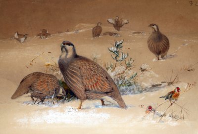 Caspian Snow-partridge (Tetraogallus caspius), 1852-54 by Joseph Wolf